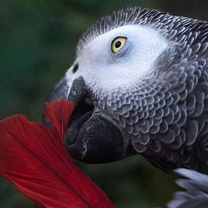 African Grey Parrot preening (Hello, hello)