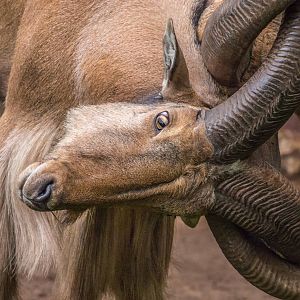 Battle of the Barbary Sheep