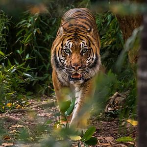 Sumatran Tiger stalking toward the humans