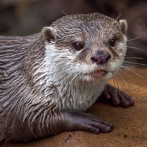 Oriental Small Clawed Otter rests after a large meal