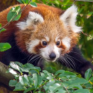 Red Panda cub climbs about, watched by mother Imandari