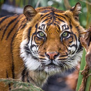 Kemiri follows the trail left by lunch (hidden by a keeper)
