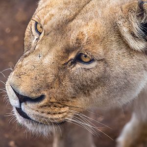 African Lion waits for her enrichment at Monarto