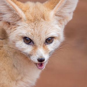 Fennec Fox braves the cold at winter feeding time