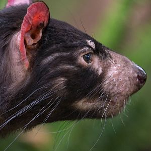 Fish the Tasmanian Devil on the lookout for bunches of lavendar