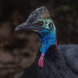 Cassowary prowls its enclosure