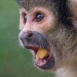 Squirrel Monkey finds the most amazing treat
