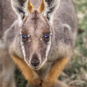 Beautiful eyes and eyelashes, a Yellow Footed Rock Wallaby