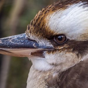Kookaburra keeps one beady eye on events