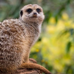 Meerkat poses next to yellow flowers