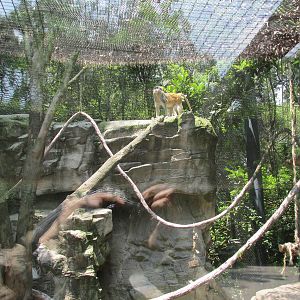 Patas monkey exhibit Chapultepec Zoo