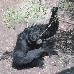 Siamang Chapultepec zoo