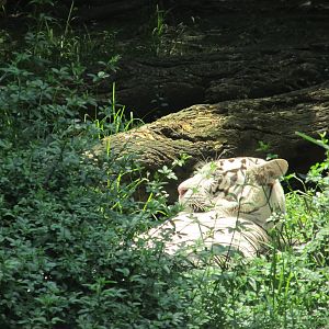 white bengal tiger chapultepec zoo