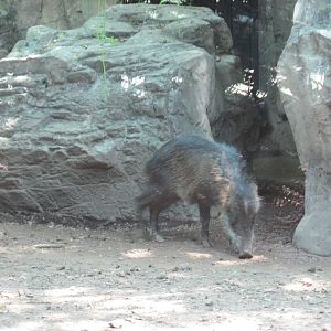 White lipped peccary Chapultepec zoo