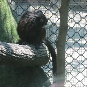 Brown Mantled Tamarin Chapultepec Zoo
