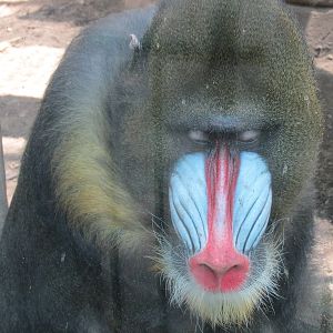 Mandrill Chapultepec Zoo