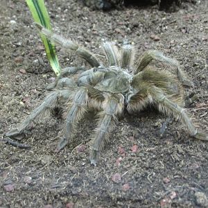 pedregral tarantula chapultepec zoo