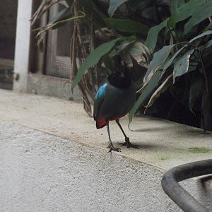 Muller's hooded pitta
