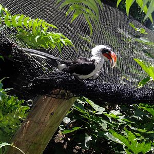 Von de Decken's hornbill