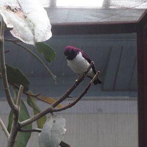 Amethyst starling