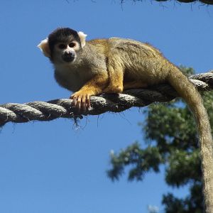 Black-Capped Squirrel Monkey