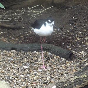 Black-necked Stilt