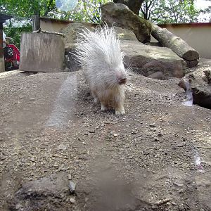 'Blondie' the African Crested Porcupine