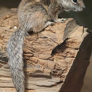 Barbary Ground Squirrel (Atlantoxerus getulus), 12.06.2007