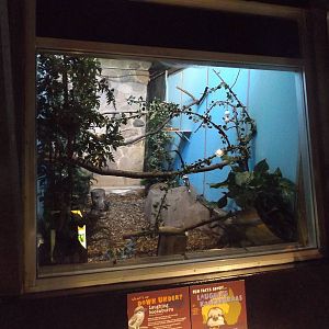 Australia Building- Kookaburra Exhibit