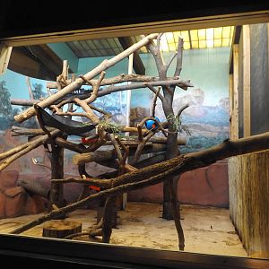 Australia Building- Matschie's Tree Kangaroo exhibit (female side)