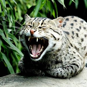 Fishing Cat - 21st June 2015