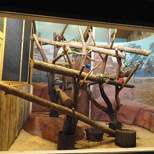 Australia Building- Matschie's Tree Kangaroo exhibit (male side)