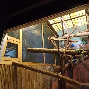 Australia Building- Tree Kangaroo exhibit Screen