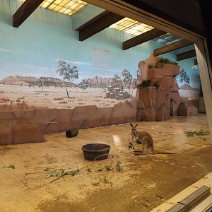 Australia Building- Red Kangaroo Indoor Exhibit