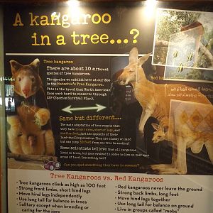 Australia Building- Tree Kangaroo Conservation Signs