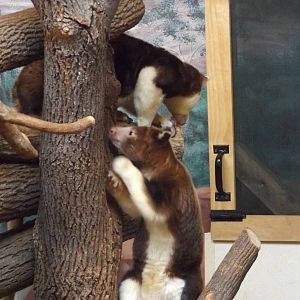 Australia Building- Both Tree Kangaroos