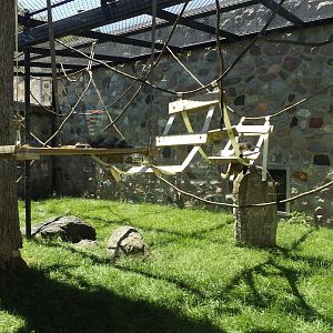 Primates of the World- New Outdoor Spider Monkey Exhibit Climbing Structure
