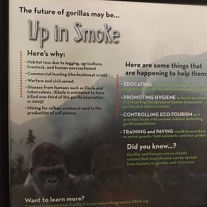 Apes of Africa- New Gorilla Signs