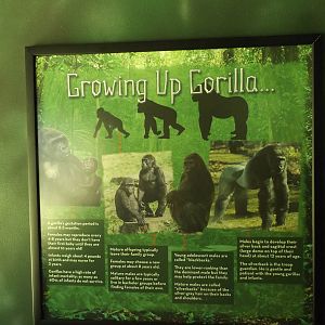 Apes of Africa- New Gorilla Signs
