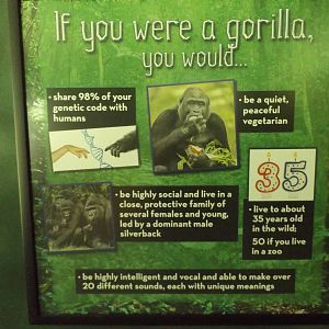 Apes of Africa- New Gorilla Signs