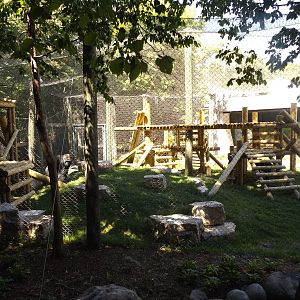 Apes of Africa- Renovated Outdoor Gorilla Exhibit