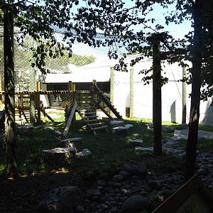 Apes of Africa- Renovated Outdoor Gorilla Exhibit