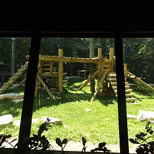 Apes of Africa- Renovated Outdoor Gorilla Exhibit