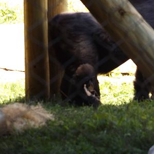 Apes of Africa- Baby Gorilla, Sulaiman