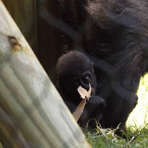 Apes of Africa- Baby Gorilla, Sulaiman