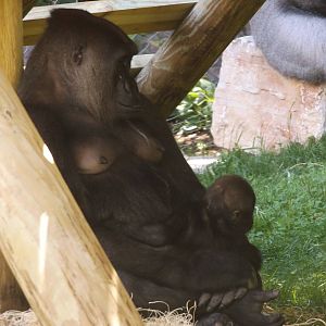 Apes of Africa- Baby Gorilla and Mother