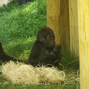 Apes of Africa- Baby Gorilla, Sulaiman