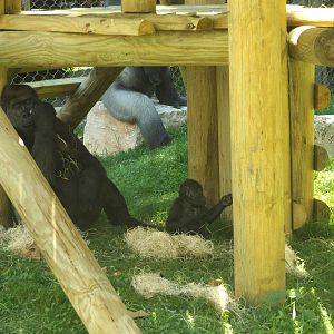 Apes of Africa- Baby Gorilla