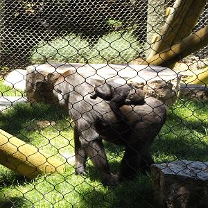 Apes of Africa- Baby Gorilla Piggyback Ride