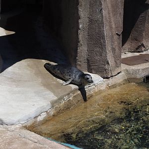 New Baby Harbor Seal